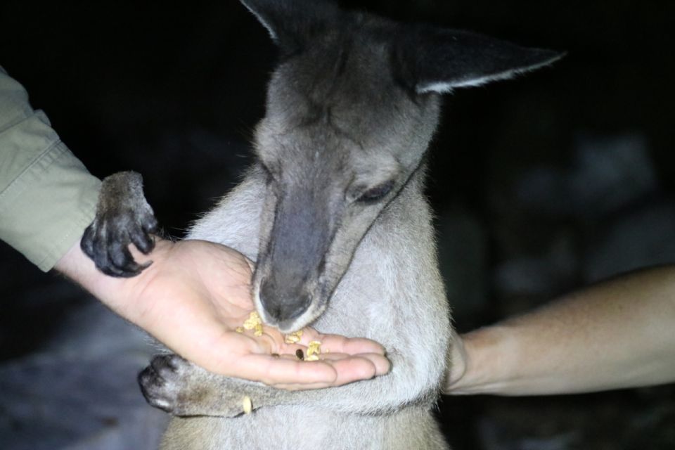 Busselton: Nocturnal Animal Tour - Customer Reviews