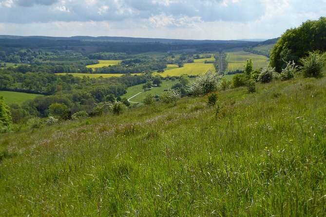 Butterflies and Orchids of the North Downs - Box Hill: Home to Diverse Wildlife