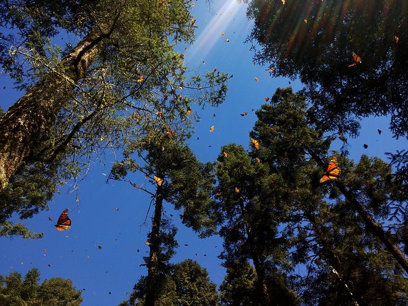 Butterfly Monarch Tour From Mexico City - Tour Highlights and Experiences