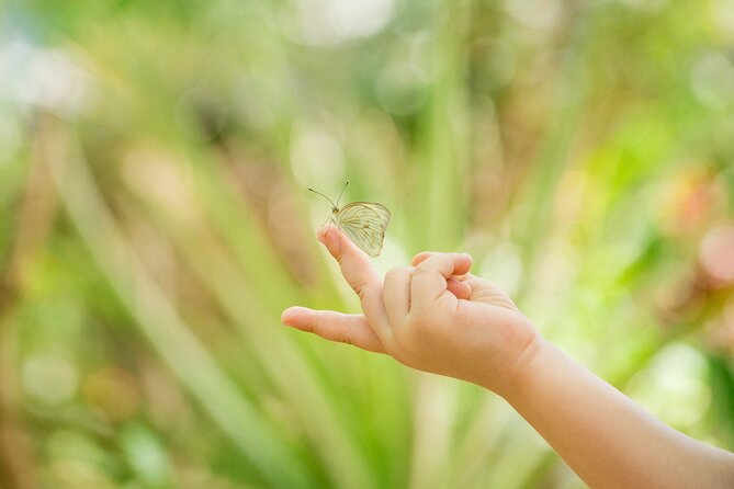 Butterfly Sanctuary Guided Tour in Puerto Vallarta - Inclusions and Logistics