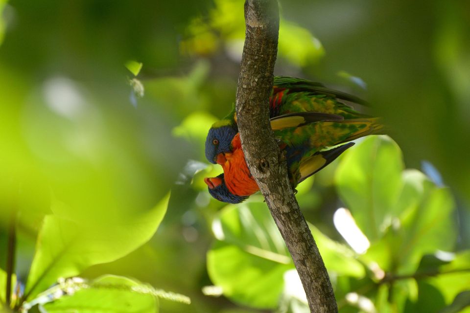 Byron Bay: Minyon Falls - Explore the Rainforest - Booking Information