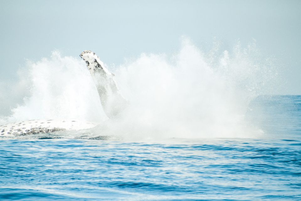 Byron Bay: Whale Watching Cruise With a Marine Biologist - Booking Information