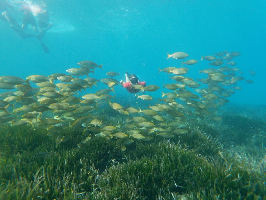 Cabo De Gata Natural Park: Guided Snorkeling Tour - Activity Provider and Rating