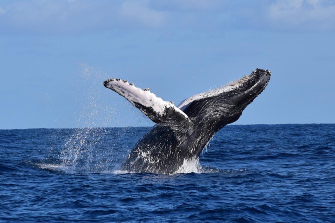Cabo Private Whale Watching Tour - Incl FREE Photos & Whale Sightings Guarantee - Customer Reviews and Feedback