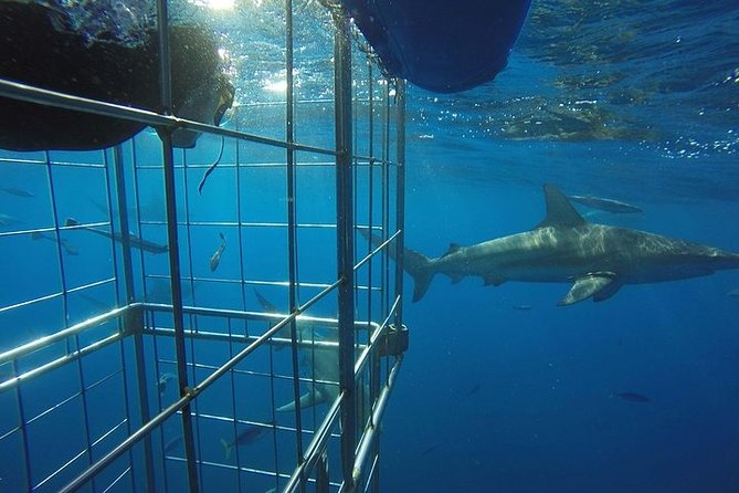 Caged and Cageless Shark Snorkelling on Durbans Aliwal Shoal - Advantages of Cageless Shark Snorkeling