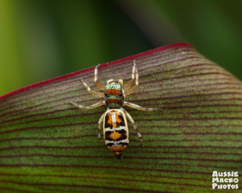 Cairns: Insect Photography Tour of Cairns Botanic Gardens - Activity Description