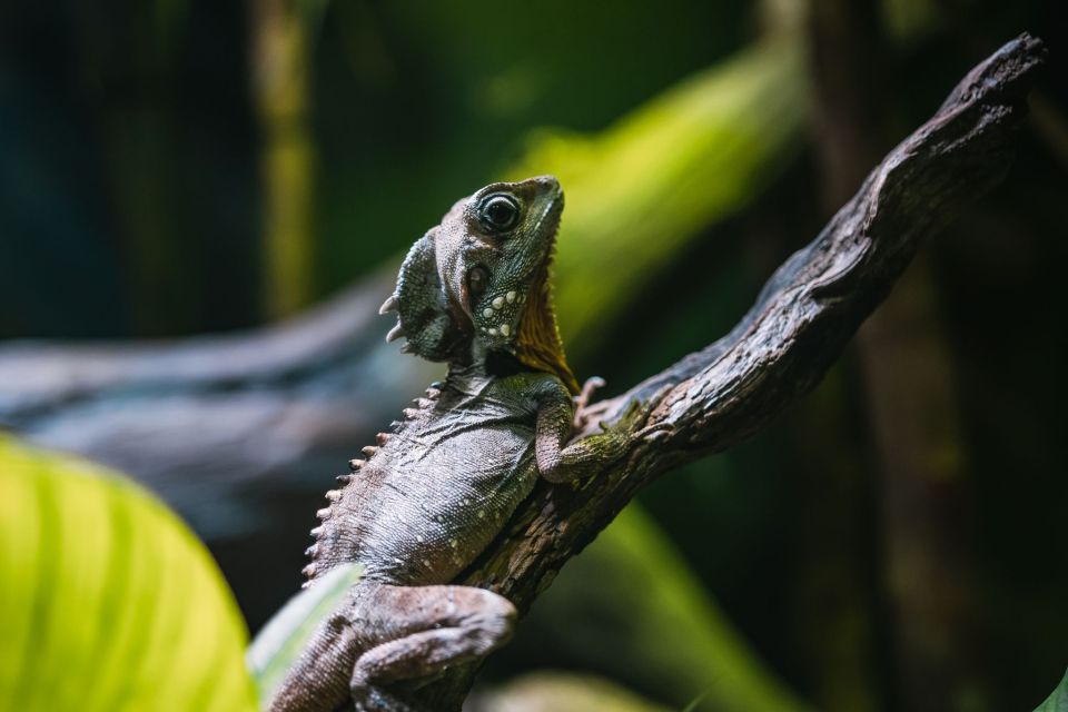 Cairns: Pre-Opening Guided Tour of the Cairns Aquarium - Experience Highlights