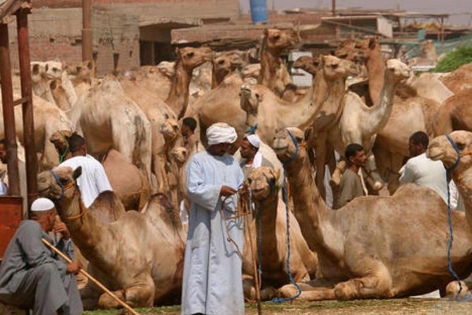 Cairo Unusual Day Tour Visit Camel Market in Birqash - Camel Market Experience