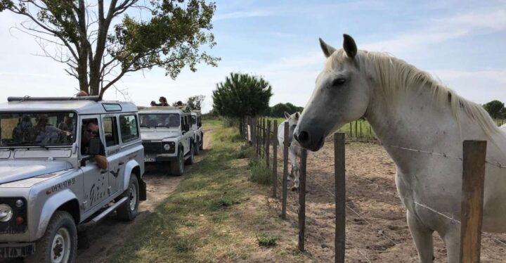 Camargue: Safari From Saintes-Maries-De-La-Mer - Experience and Highlights