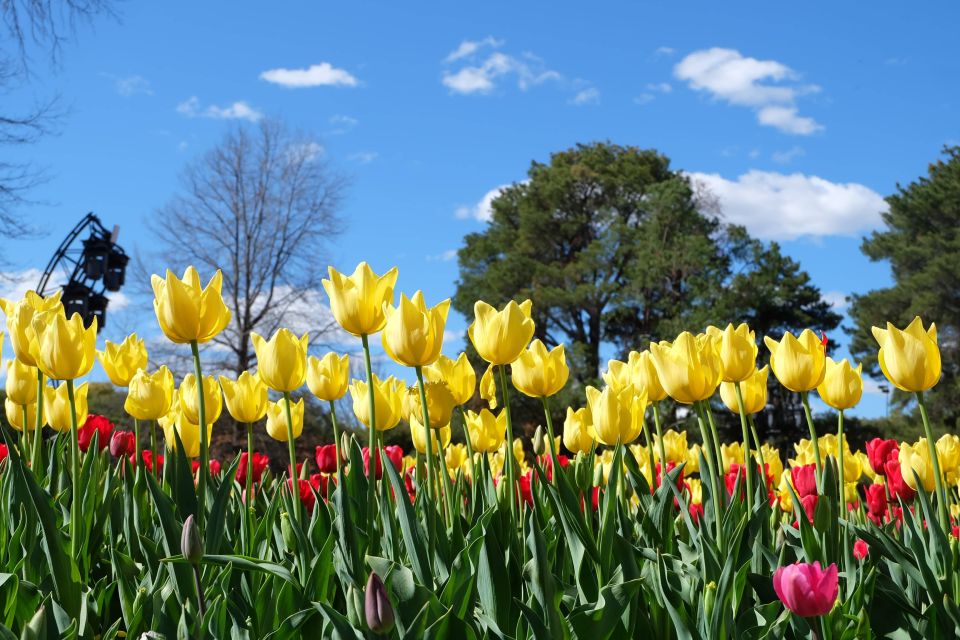 Canberra: Guided Tour of Floriade Festival With Transfers - Cancellation Policy