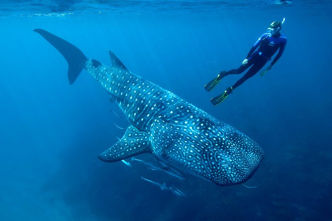 Cancun Whale Shark Encounter - Logistics and Additional Information