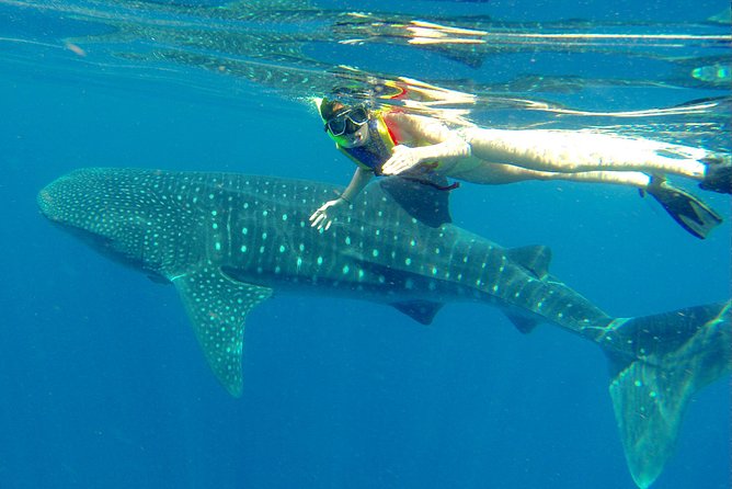 Cancun Whale Shark Tour With Transportation - Additional Information and Recommendations