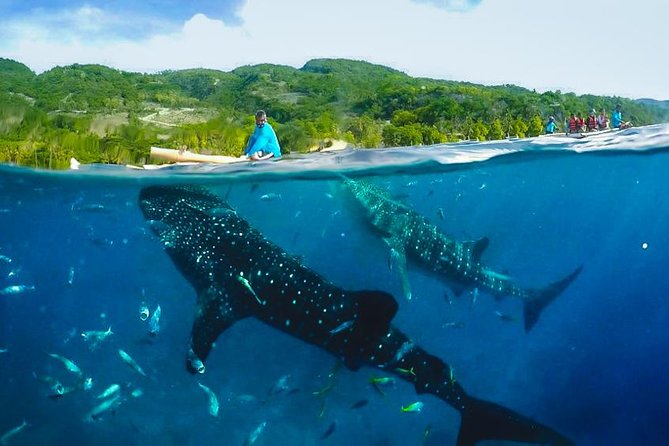 Canyoneering With Whale Shark Encounter - Tour Overview and Highlights