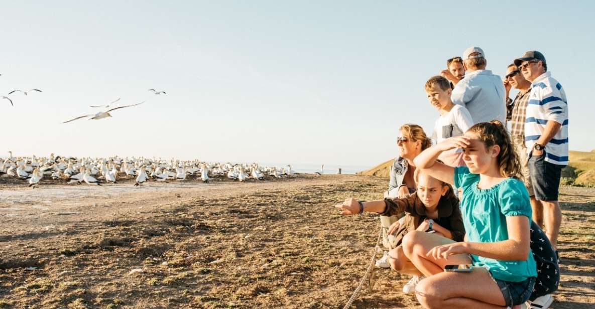 Cape Kidnappers Gannet Colony Private Tour - Experience Highlights