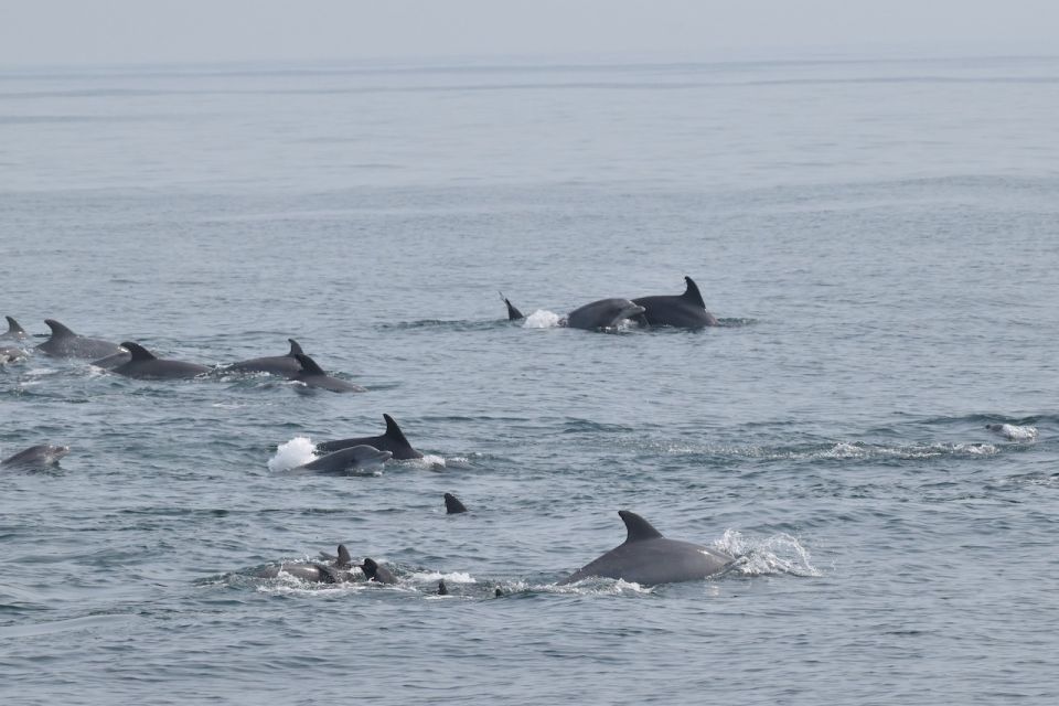 Cape May: Dolphin and Bird Watching Cruise - Experience Highlights