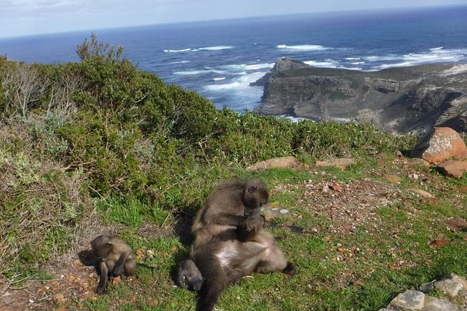 Cape of Good Hope, Cape Point & Penguins Private Customizable Full Day Tour - Tour Overview and Itinerary