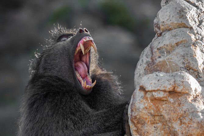 Cape Peninsula & Penguins Private Day Tour. - Safety Guidelines