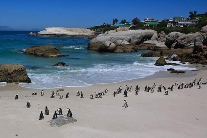 Cape Peninsula Private Tour - Booking Details