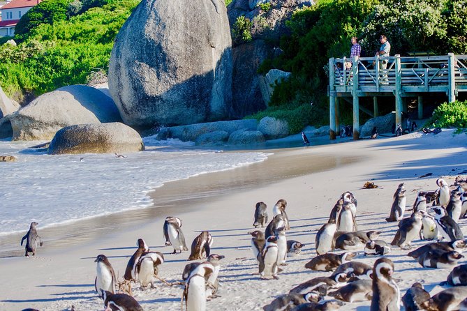 Cape Point and Boulders Penguins Full Day Tour - Positive Experiences