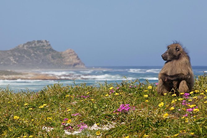 Cape Point Sightseeing Tour Including Penguins at Boulders Beach From Cape Town - Pick-Up and Logistics