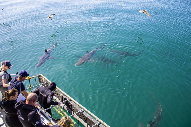 Cape Shark Diving Adventures - Reviews and Ratings