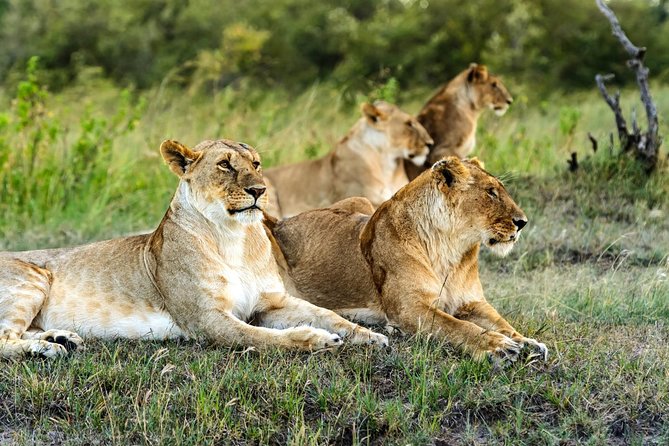 Cape Town, Best Of Big Five Safari Fullday Tour - Wildlife Encounters