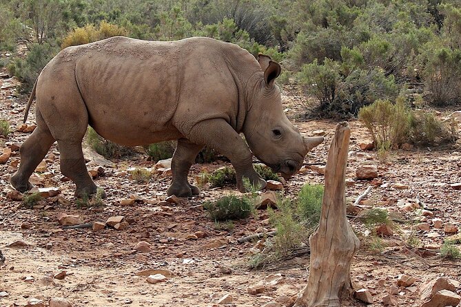 Cape Town Big 5 Animals Guided Safari Tour to Aquila Reserve - Aquila Reserve Wildlife Encounters