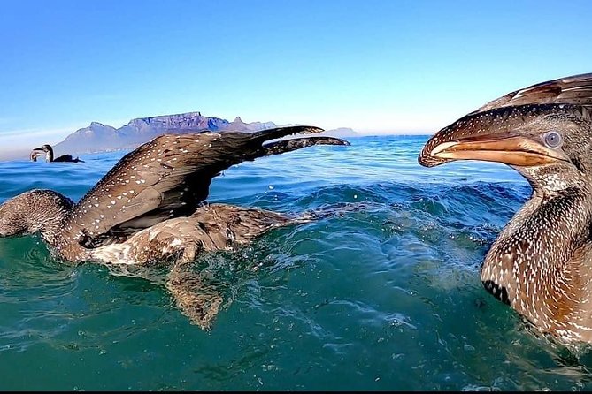 Cape Town Ocean Safari Boat Tour - Experience Overview