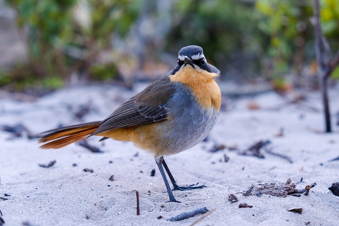 Cape Town Private Birding Tour - Featured Review