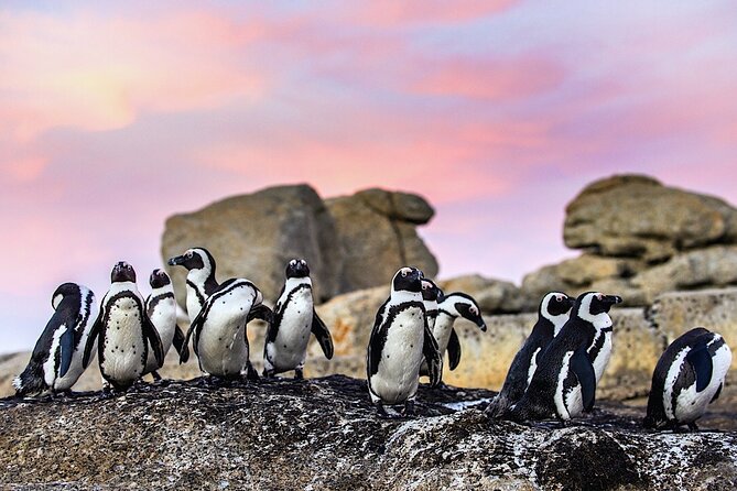 Cape Town Private Group Tour to Cape of Good Hope and Boulders Penguins Colony - Specific Positive Reviews