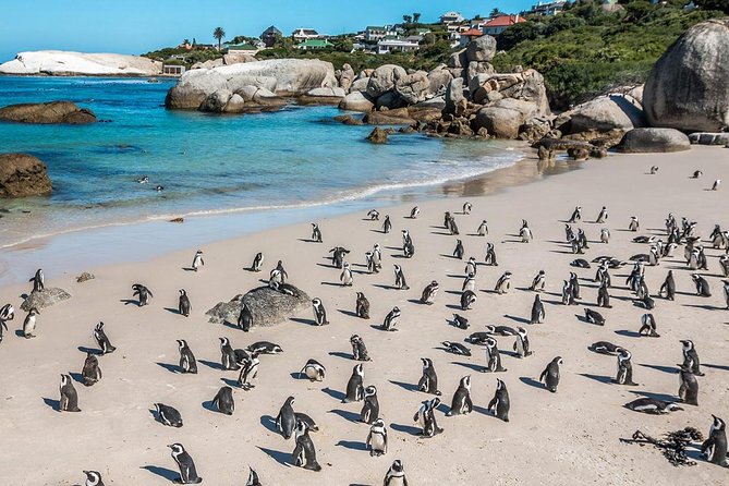 Cape Town Private Tour , Cape Peninsula Penguin - Overview