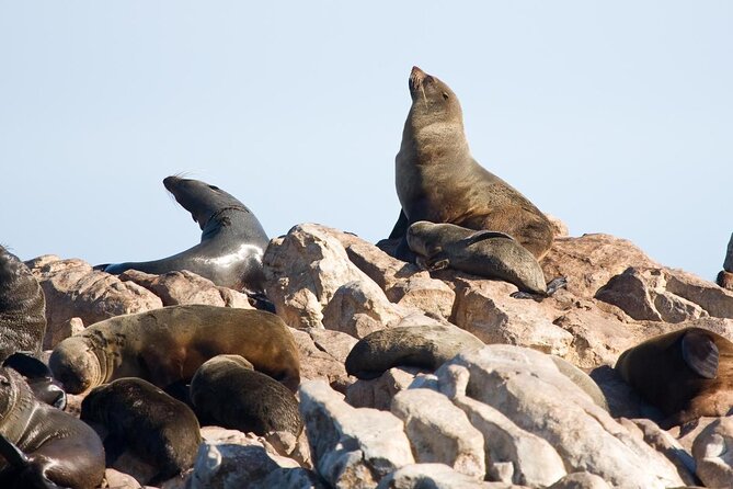 Cape Town Shark Cage Diving in Gaansbaai With Transfers  - Western Cape - Inclusions