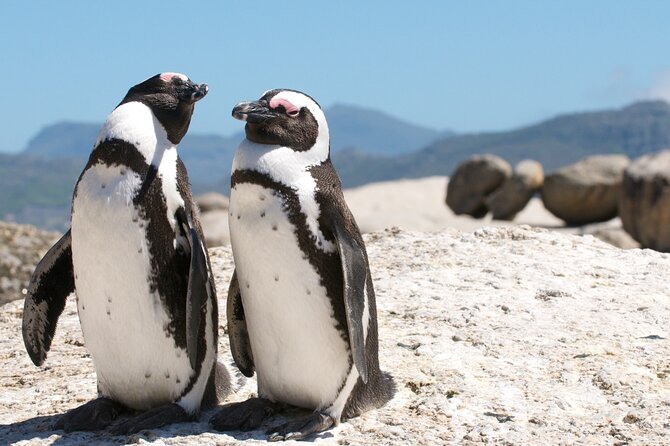 Cape Town Shore Tour: Table Mountain, Penguin & Cape Point - Insider Tips
