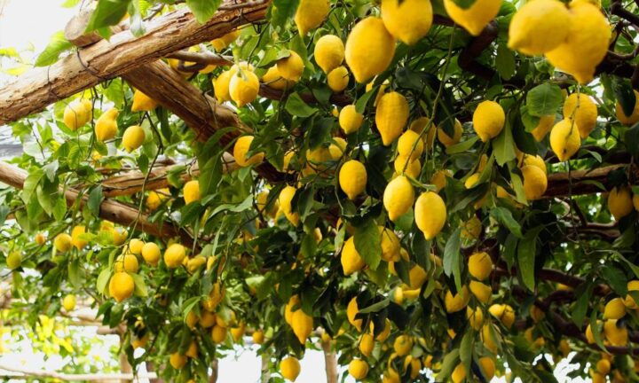 Capri Deluxe Private Tour From Naples - Itinerary