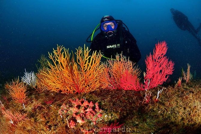 Cascais Scuba Diving Excursion - Inclusions Provided