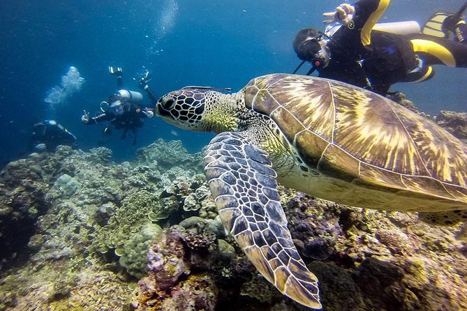 Cebu Moalboal Beach, Sardine Run, Sea Turtle Viewing Canyoneering Tour - Snorkeling With Sea Turtles