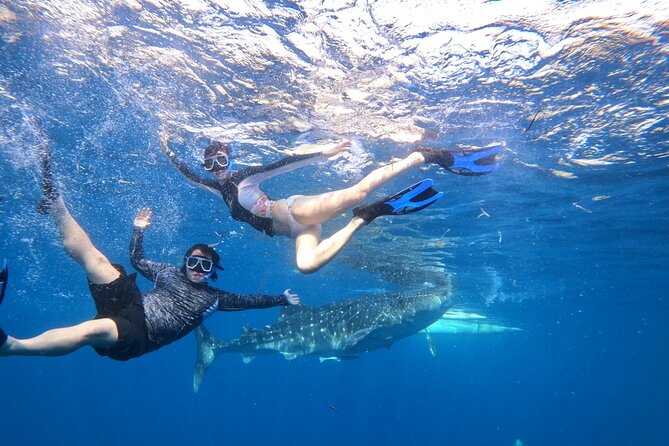 Cebu Whaleshark Journeys - Safety Guidelines and Requirements