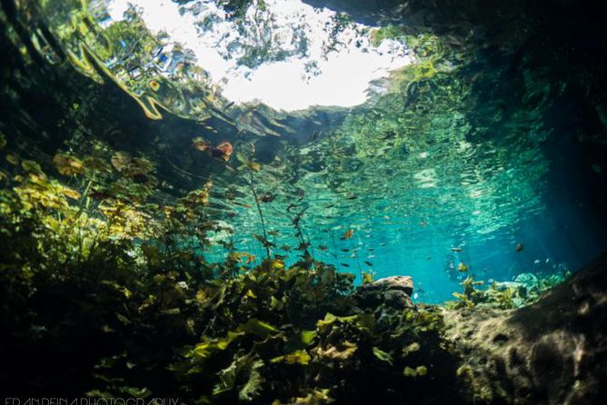 Cenote Diving Experience  - Tulum - Meeting and Logistics