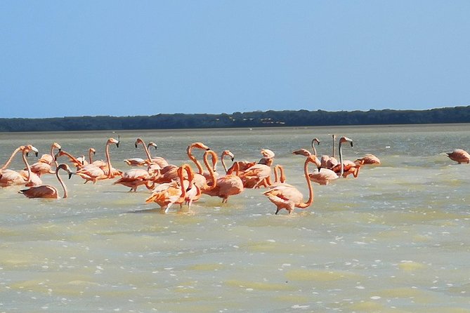 Cenote Suytun & Rio Lagartos & Las Coloradas - Booking and Assistance