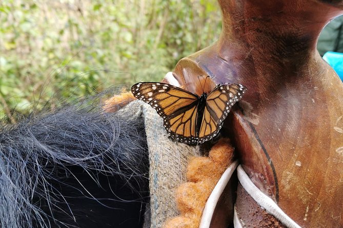 Cerro Pelon Monarch Butterfly Sanctuary. - Visitor Experience Insights