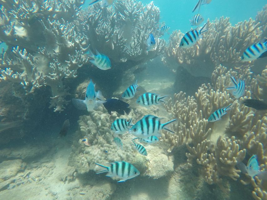 Cham Island: Snorkeling Tour - Experience Highlights
