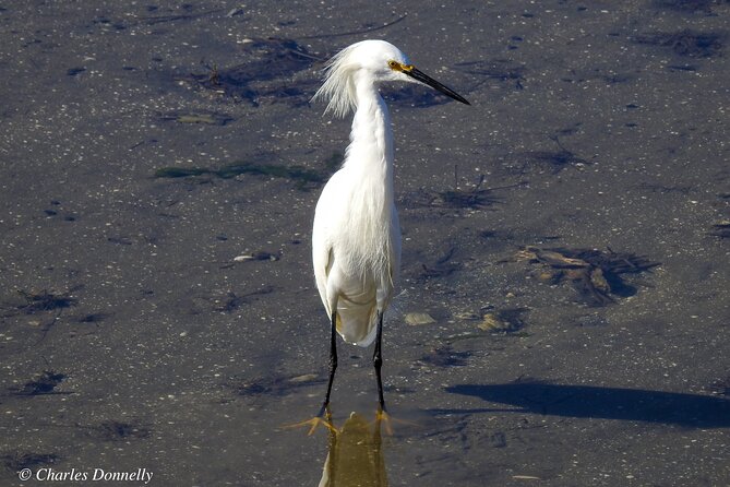 Charleston Bird Watching Tour - Meeting Details