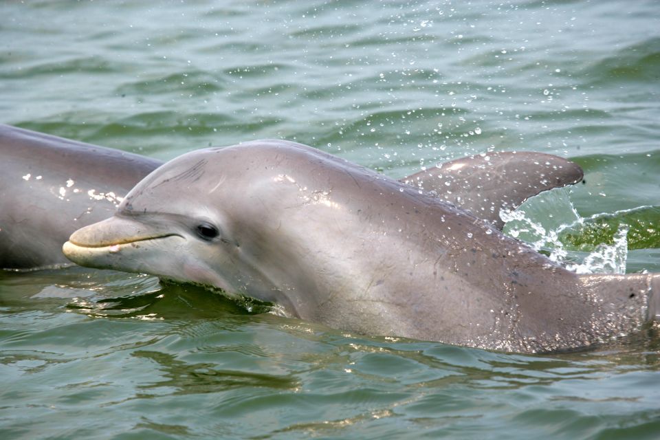 Charleston: Schooner Sailing Harbor Tour & Dolphin Watch - Experience Highlights