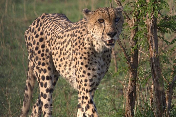Cheetah Encounter and Cape Wine Lands Tour. - Meeting and Pickup Information