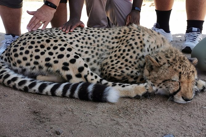Cheetah Outreach Tour Somerset West, Gordons Bay and Strand Beaches - Traveler Experience and Reviews