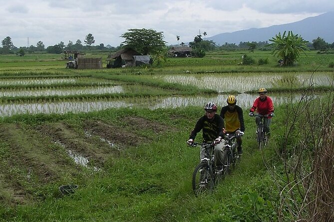 Chiang Mai Rice Fields Biking Tour - Enjoy a Guided Biking Adventure