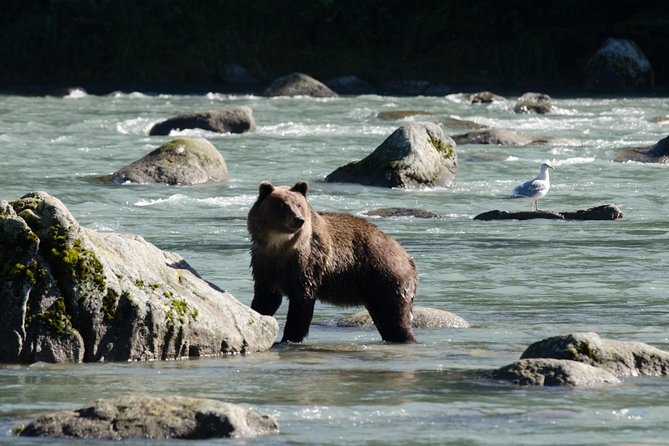 Chilkoot Wilderness and Wildlife Viewing - 6.5 Hrs From Skagway - Customer Reviews