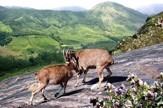 Chinnar Wild-life Visiting Tour (Eravikulam National Park) - Wildlife Spotting Opportunities