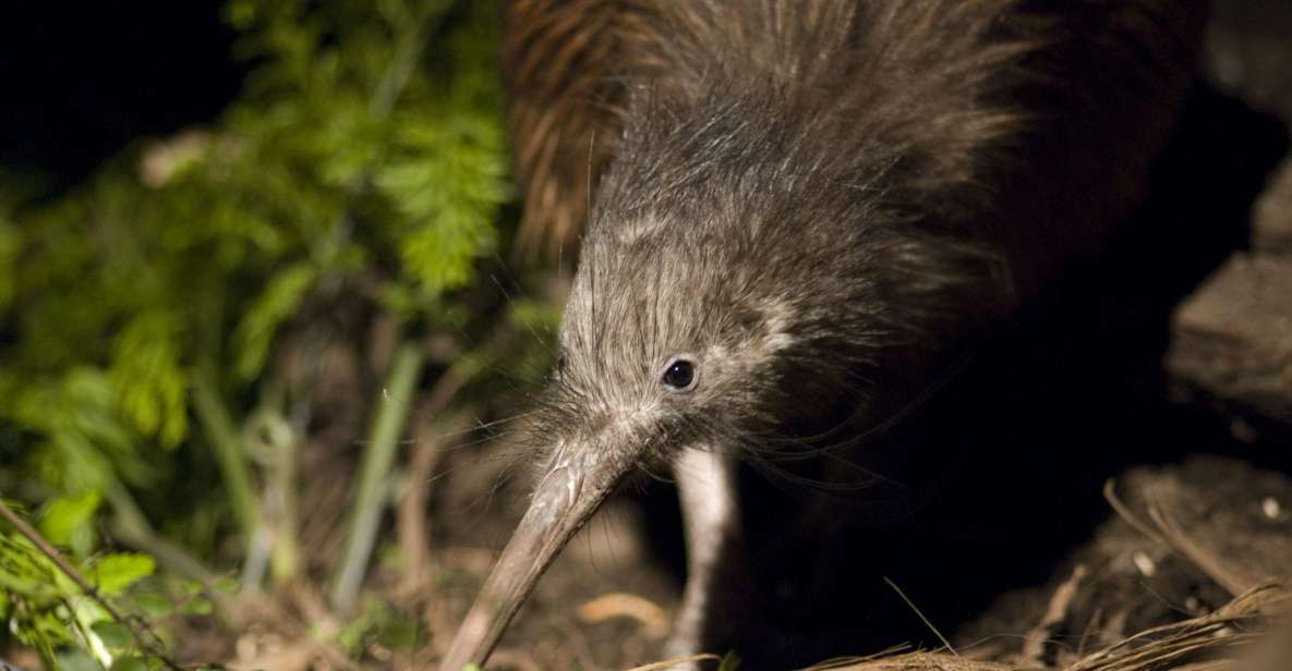 Christchurch: Orana Wildlife Park Admission - Experience Highlights