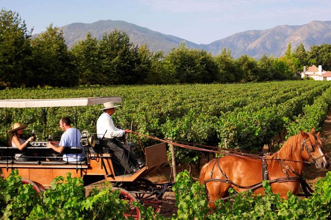 Colchagua Valley Viu Manet and Montes Alpha Vineyards - Booking Information and Pricing